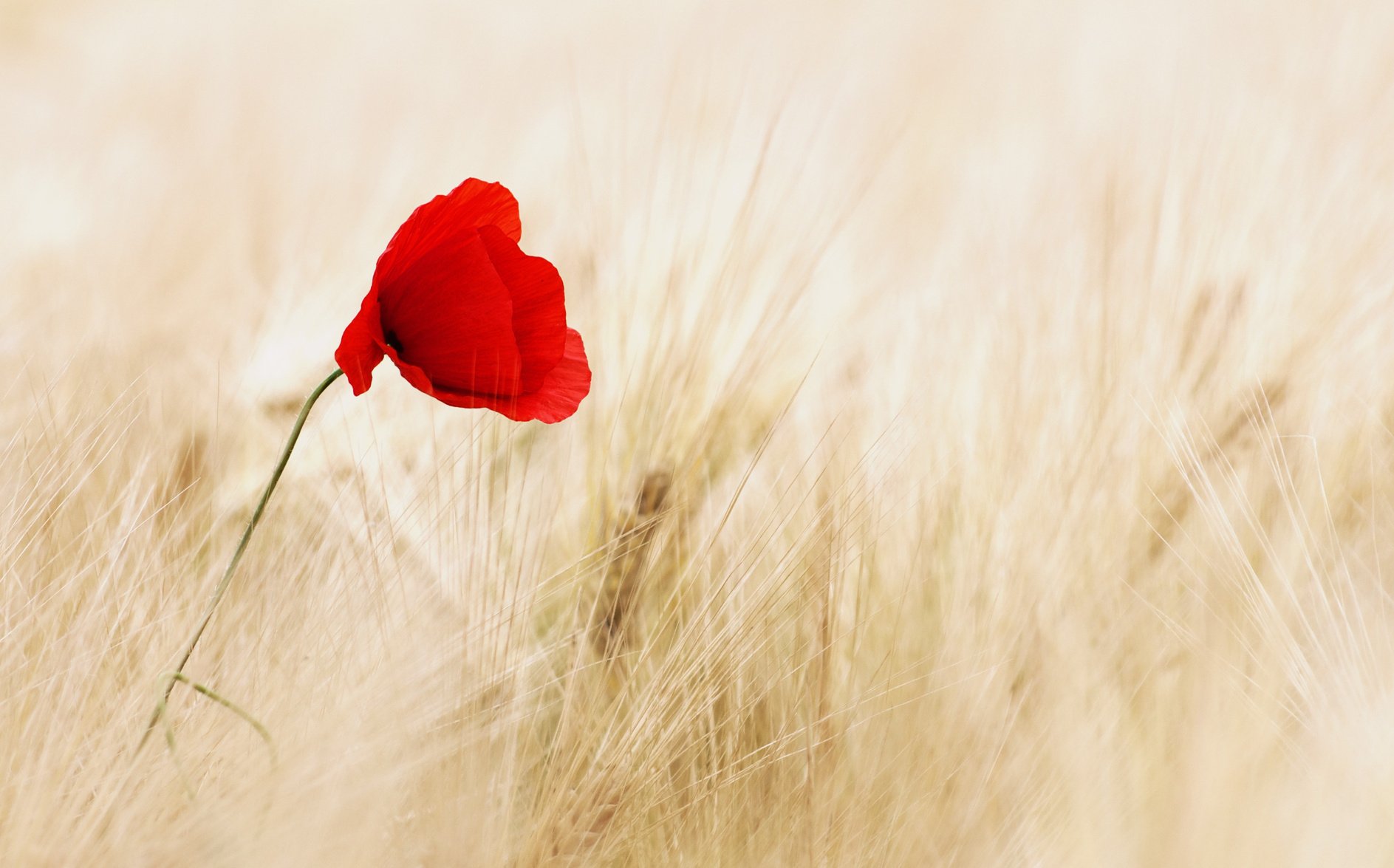 Red Poppy Flower in Cereal Field