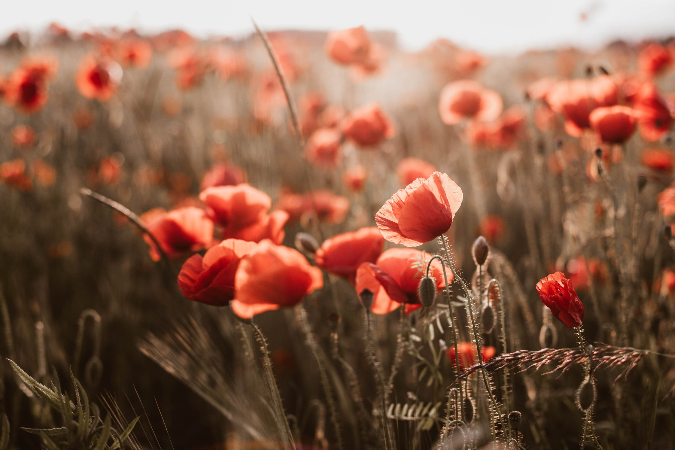 Poppy Field